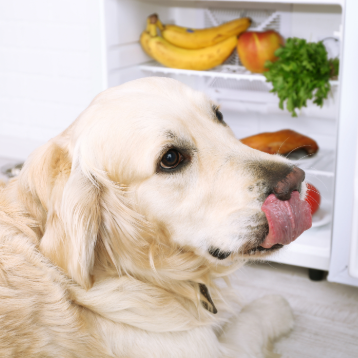 IS PEOPLE FOOD SAFE FOR DOGS? WHAT TO KNOW BEFORE FEEDING