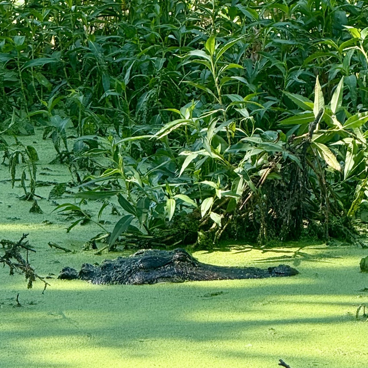 YOU WON’T BELIEVE HOW MANY ALLIGATORS WE SAW!